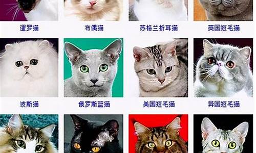 名猫的种类和图片价格_名猫的种类和图片价格尾巴灰色身体白色是什么品种的猫